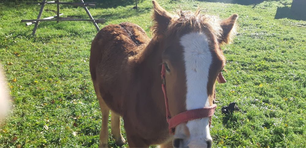 Vand manzul din imagini