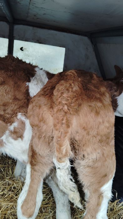 Doi vitei și două vițele bălțați