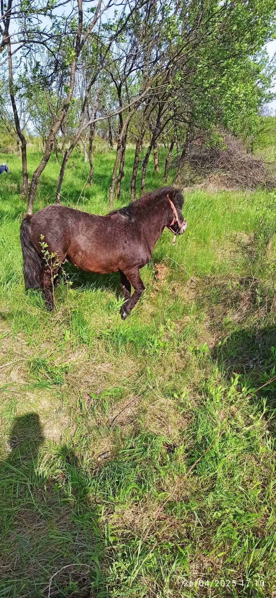 Vand ponei poneu armasar de 5 ani