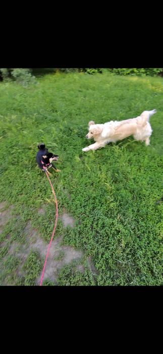 Cazare hotel caini petsitter pt catelul tău oricand & craciun/revelion