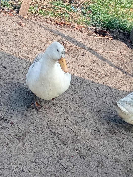 Vând rațe rasa pekin