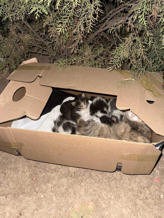 отдадим котят в добрые руки