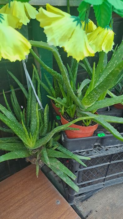 Aloe vera,2 soiuri