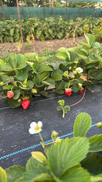 Teren intravilan comuna Gemenele