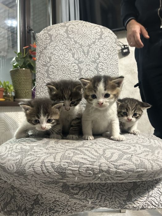 Котята Скоттиш фолд