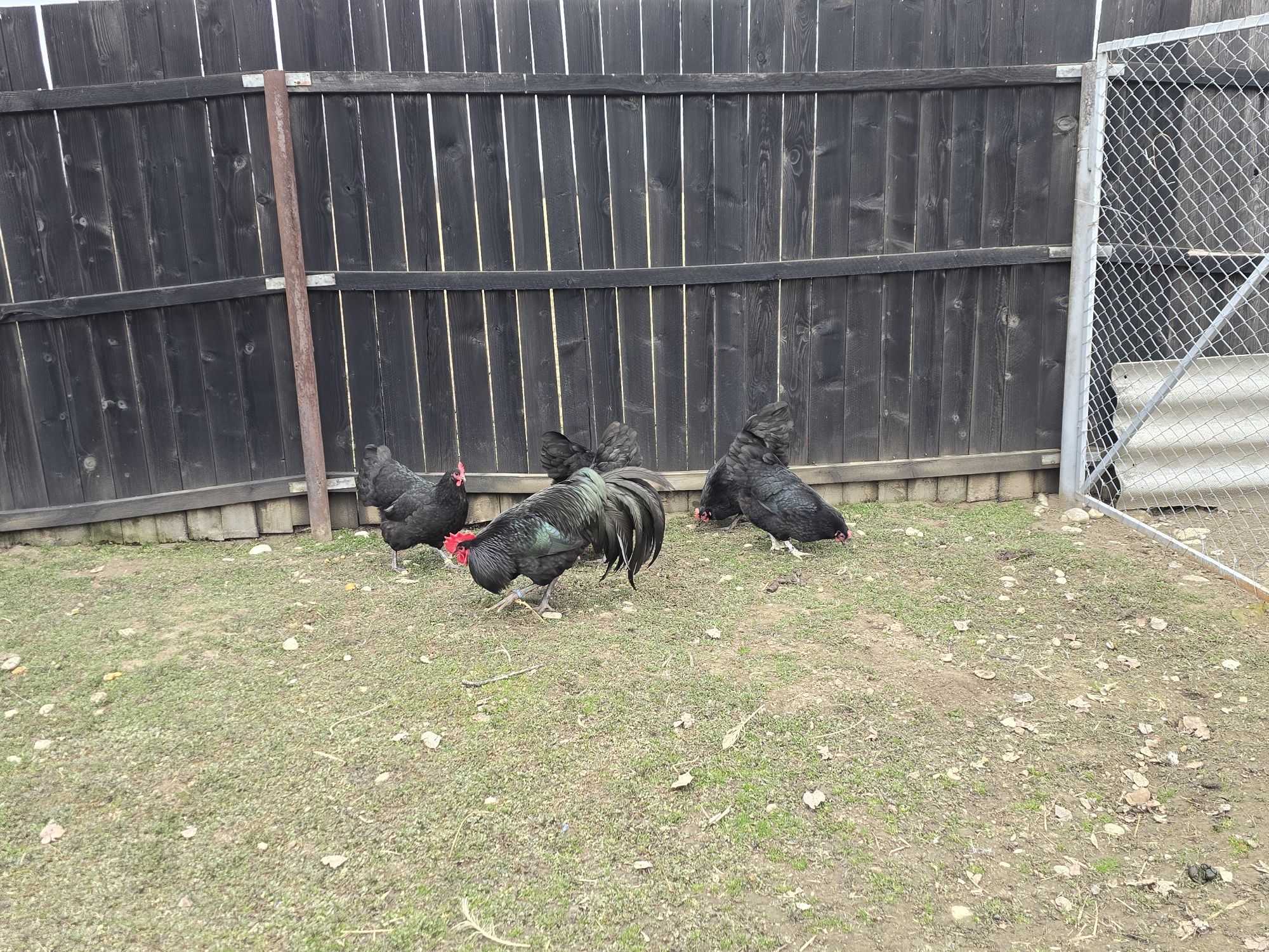 Gaini, pui, oua, Australorp negru și albastru