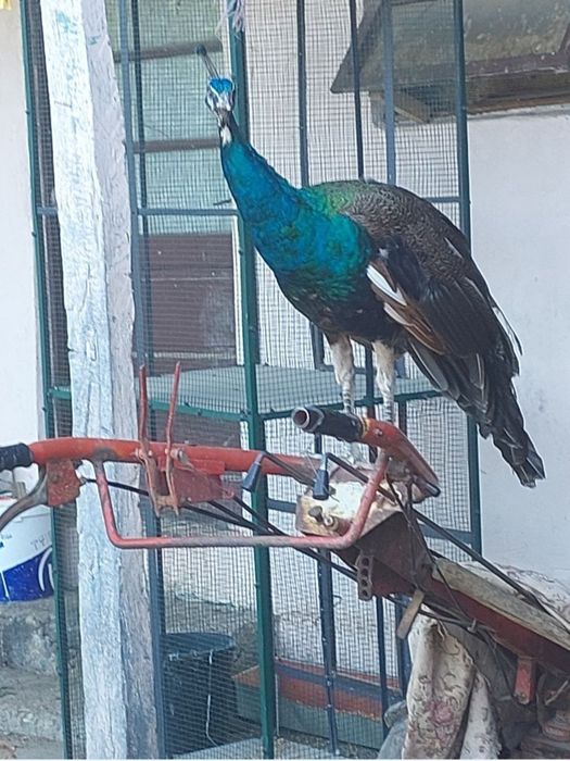 Vând păun din 2024