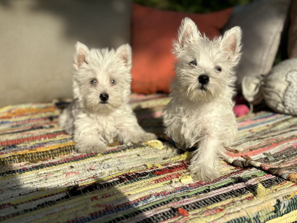 Уести / West Highland Terrier