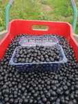 Suc natural de aronia