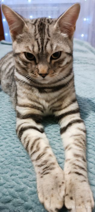 Отдам породистого кота