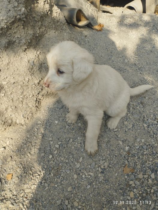 Щенки 1,5 месяца