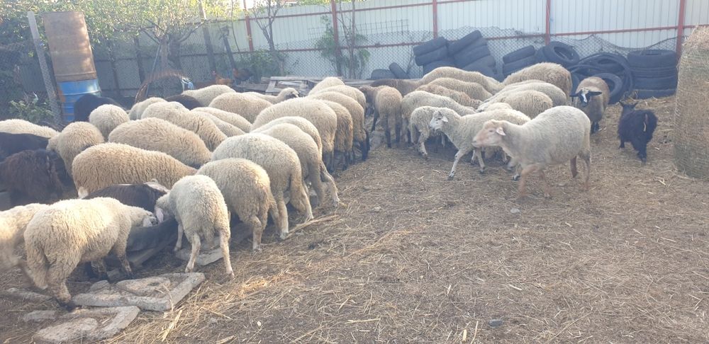 Berbecuț,  carlani , miei de crescu sau sacrificat