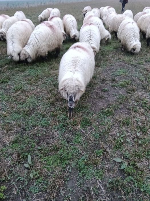 Oi disponibile de la primul miel până la al-5-lea miel.