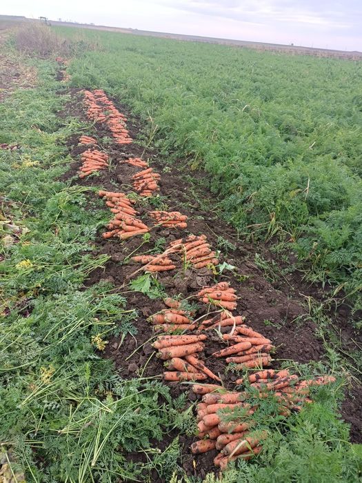 Vând morcov en gros