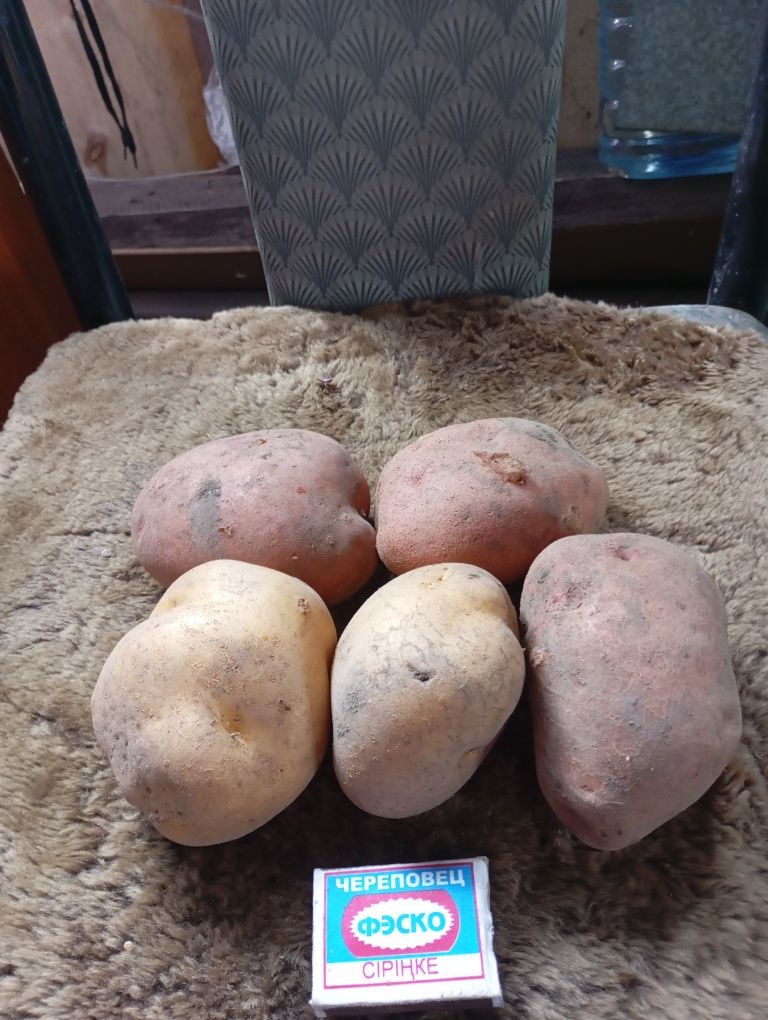 Продается картофель дачный, четыре сорта, крупный, отборный, цена 320