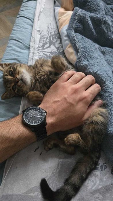 Котенце на 4 месеца си търси дом