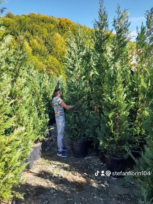 Stejar rosu braz tei mesteacăn pawlonia