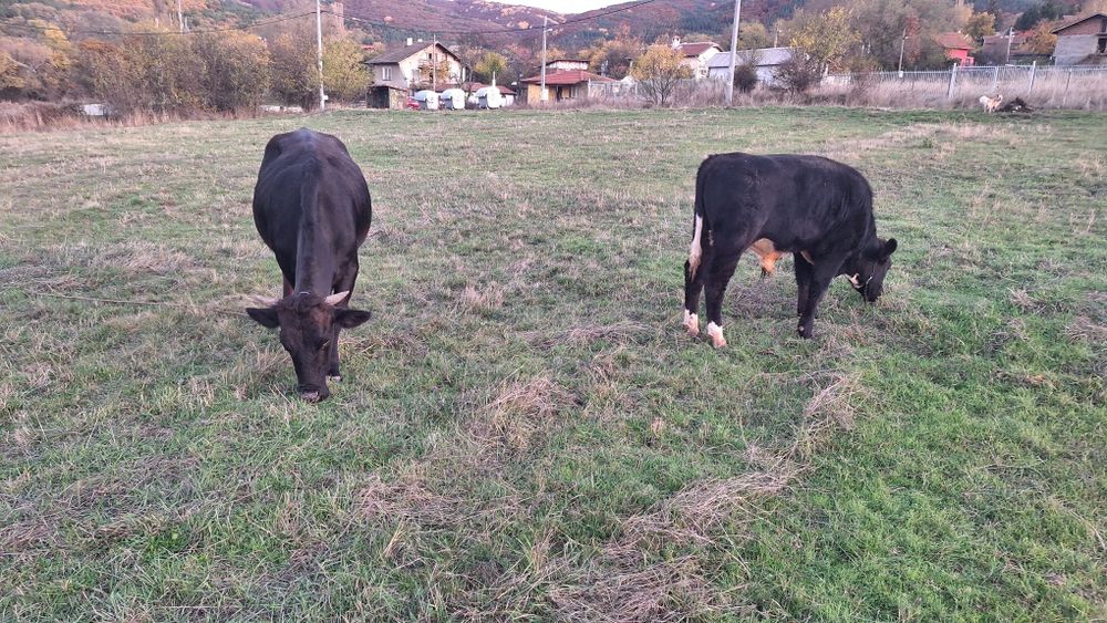 Три броя крави!!!