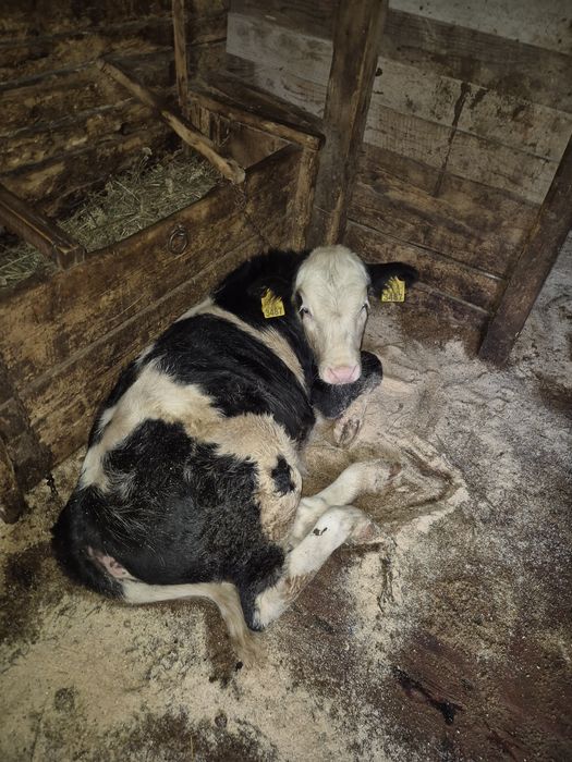 Vând vacă cu vițea.