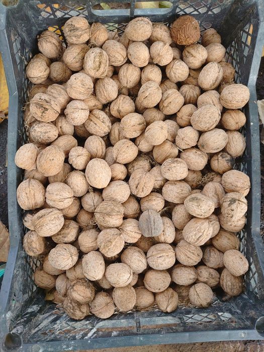 Орехи грецкие местные