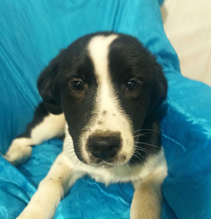 Donez câine ciobănesc