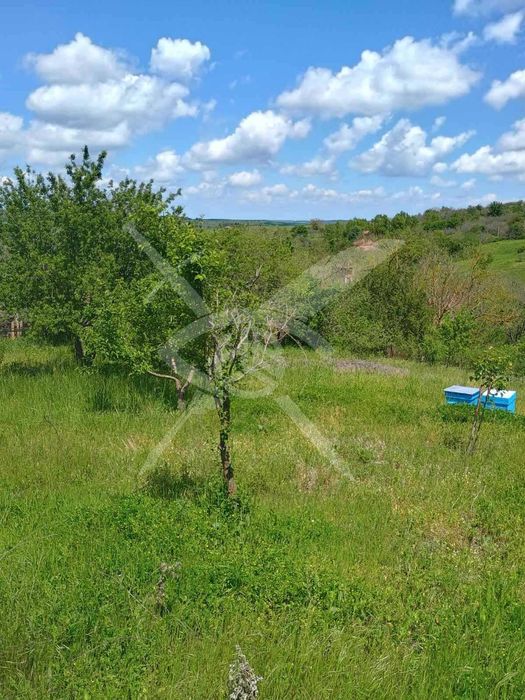 Дворно място с къща за ремонт или събаряне в село Белила 95944