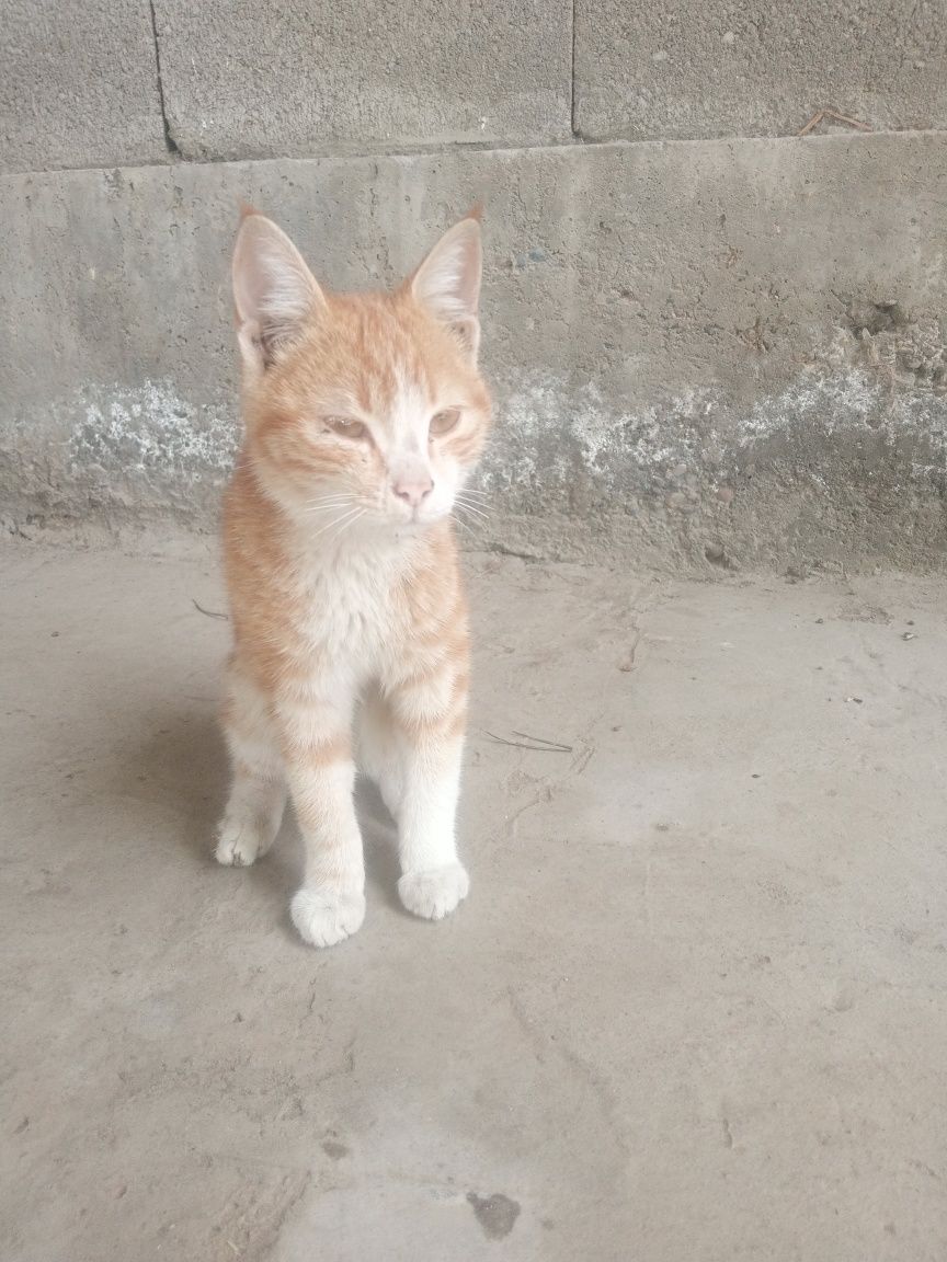 Hadya qilaman, Mushuk hadya qilinadi