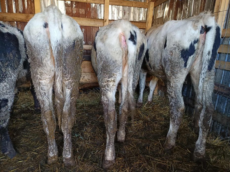 Vând 3 vitele ,în vârstă de 9 luni