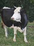 Vaca de vanzare !