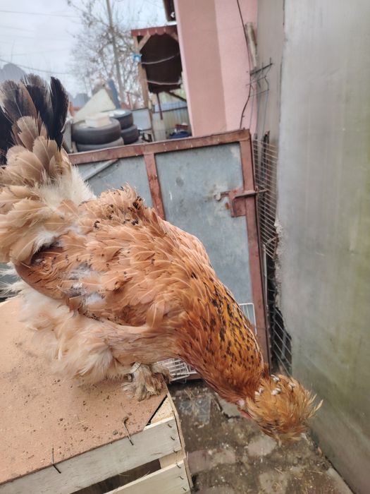 Gaini motate golașe și incaltate