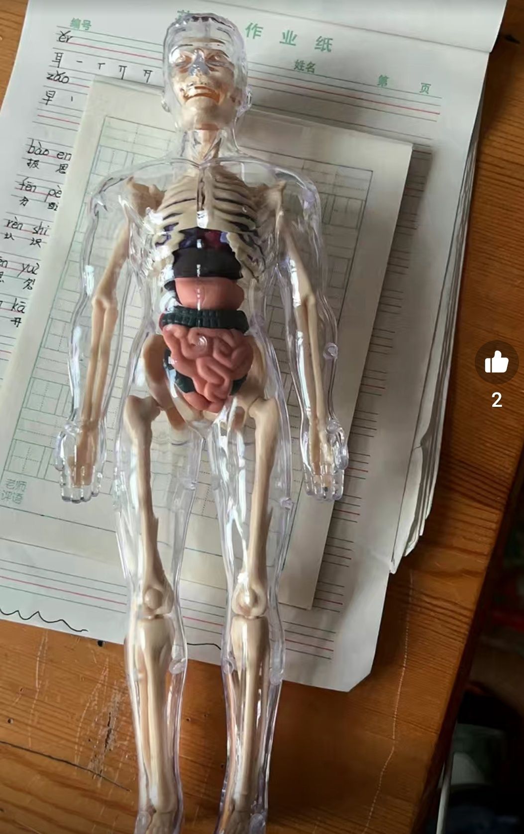Скелет игрушка для изучения строения тела человека
