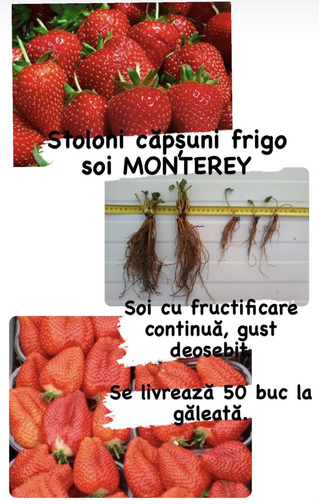 Capsuni Frigo San Andreas , Monterey , Albion