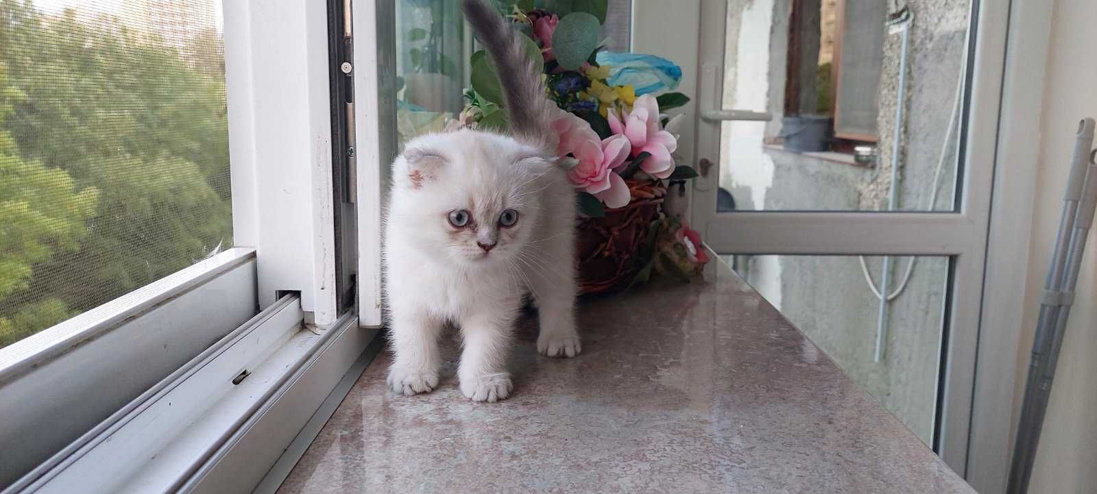Клепоухо британско коте