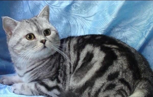 Отдается шотландский кот