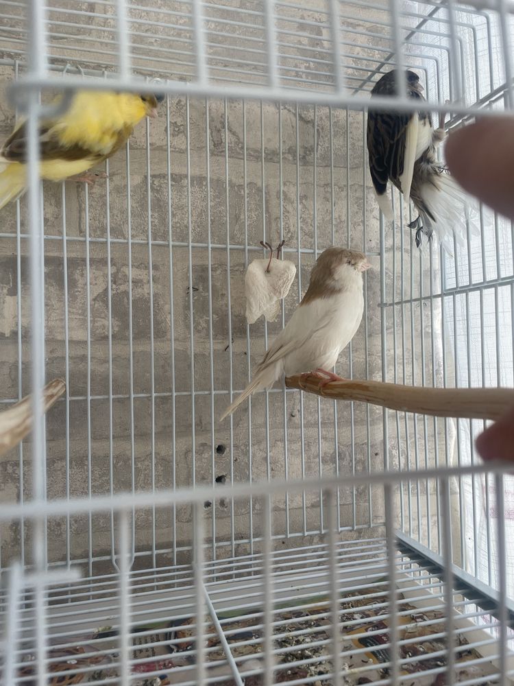 Canari glosteri