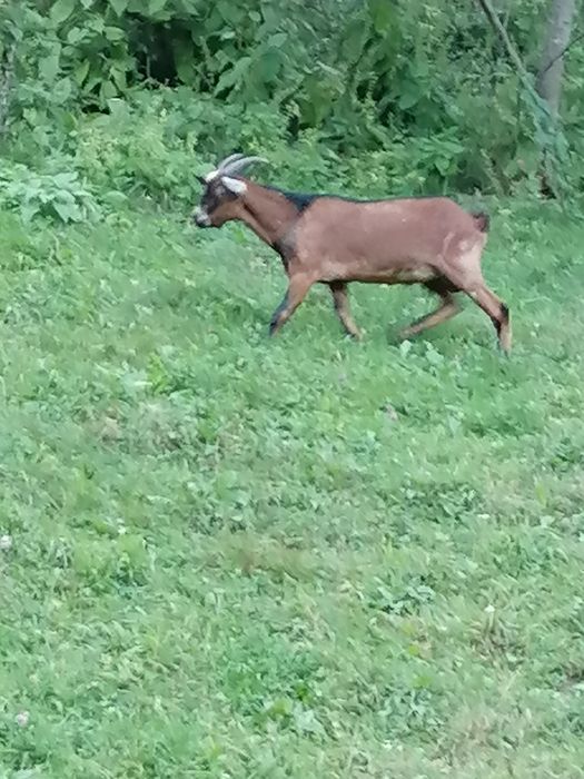Vând țap de 8 luni