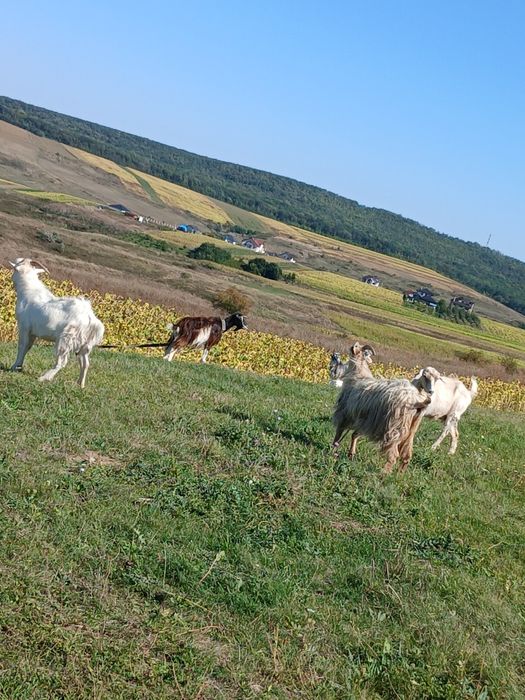 De vânzare  capre  bune