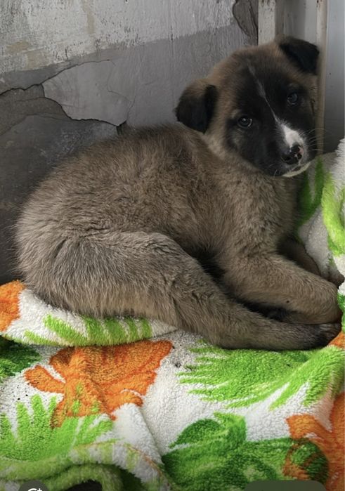 Щенку нужен дом срочно