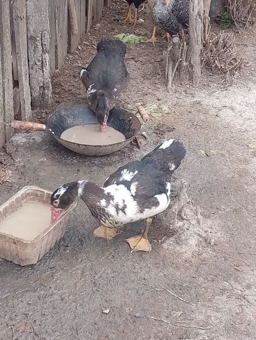 Pui și rate de anul acesta