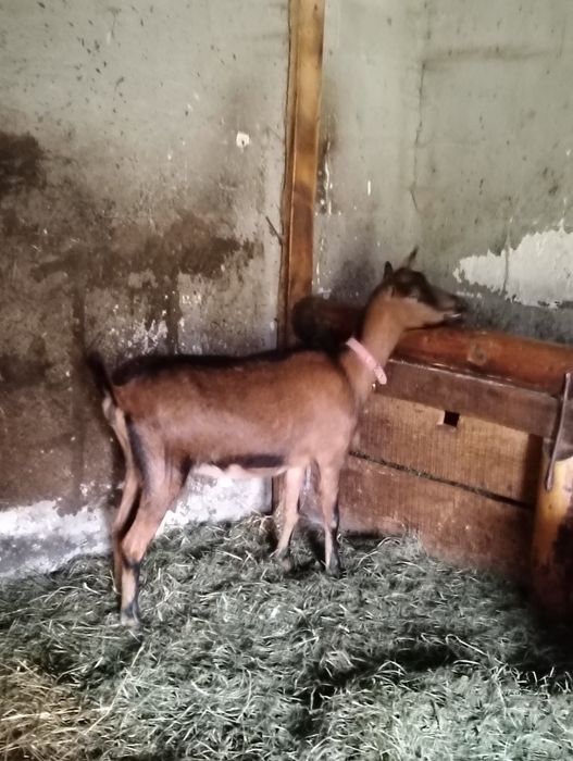 Vând o capră și o iadă
