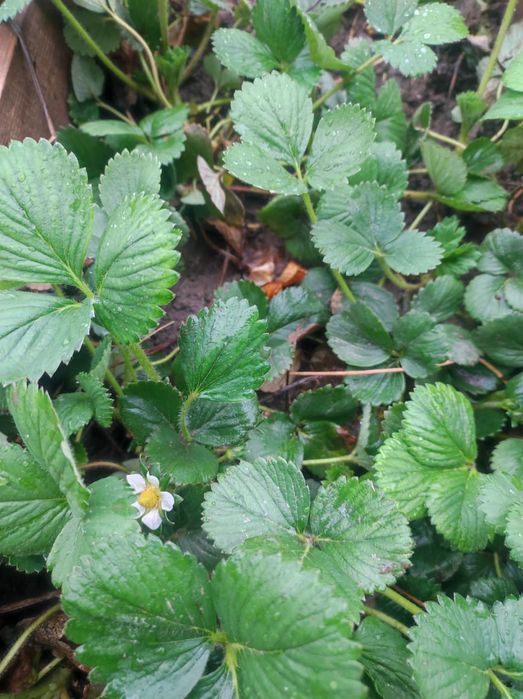 Саженцы клубники