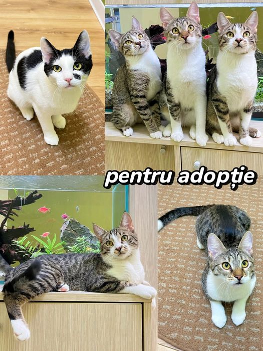 Pisoi minunați, vaccinati, deparazitați