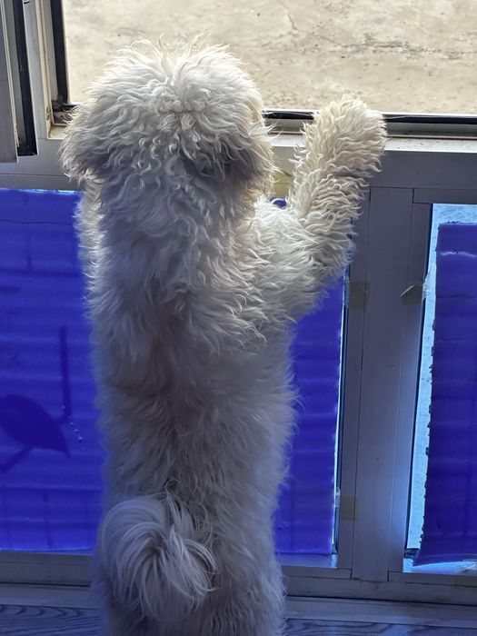 вяска малти пу