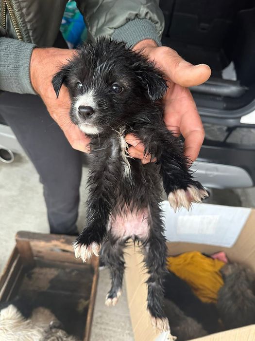 Donez cățeluși care au fost abandonați de stăpâni la marginea pădurii