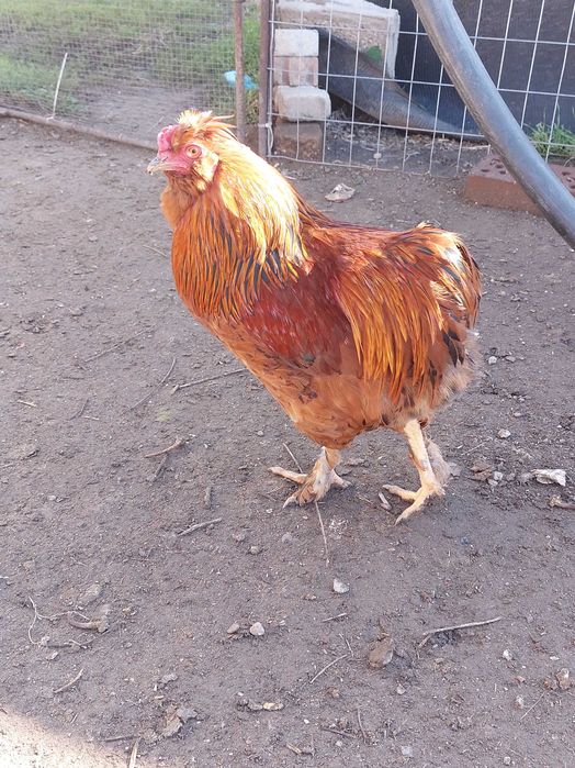 Петли млади 7 месеца