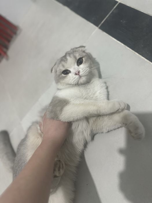 Шиншила серебристый