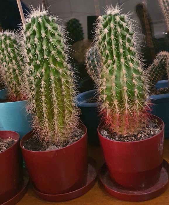 Кактусы взрослые