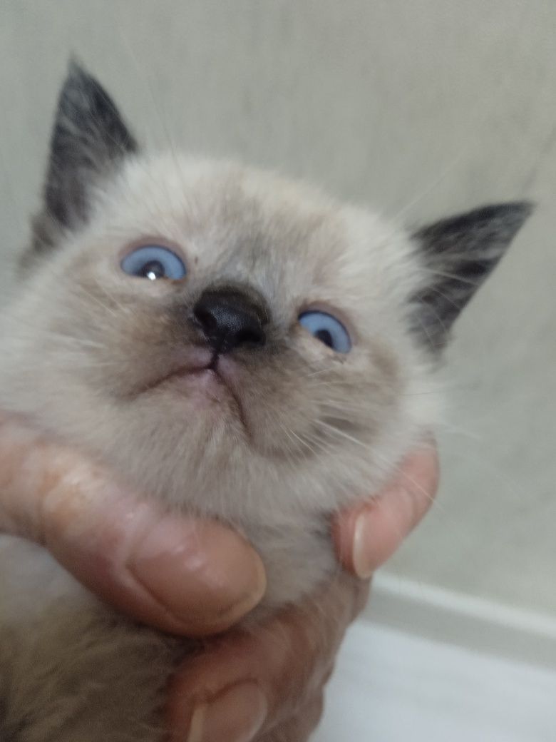 Хорошенькие котики
