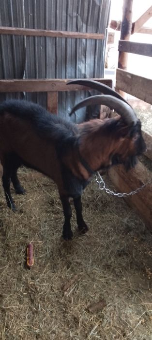 Vînd 2 Țapi alpin francez