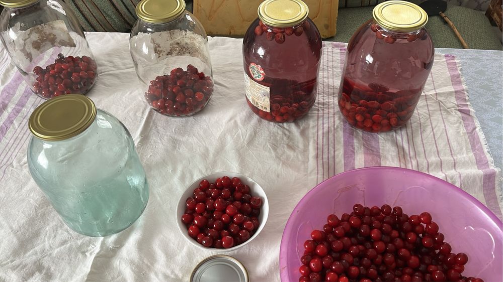 Продам вишня домашний